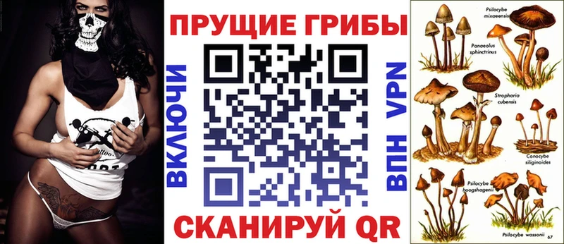 где купить   Кинель  Галлюциногенные грибы Psilocybe 